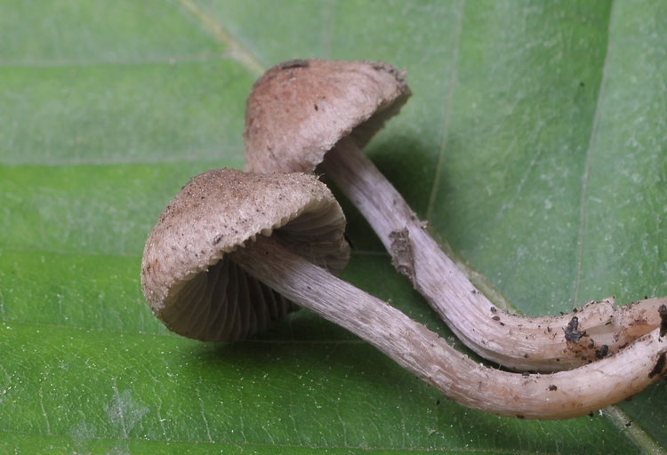 Tre piccole Inocybe